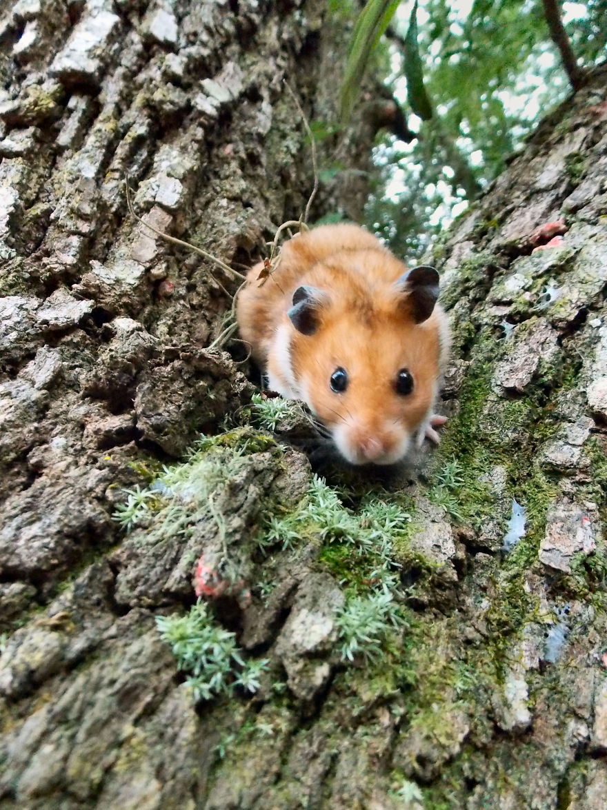 156 Adorable Hamsters That Will Cause A Cuteness Overload