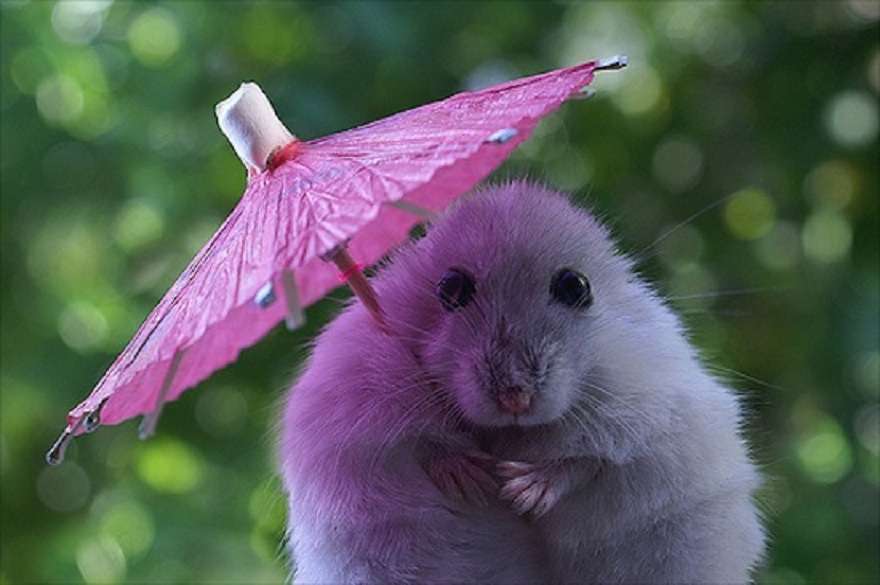 156 Adorable Hamsters That Will Cause A Cuteness Overload