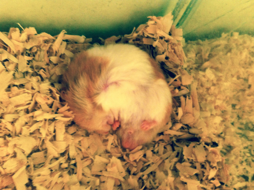 156 Adorable Hamsters That Will Cause A Cuteness Overload