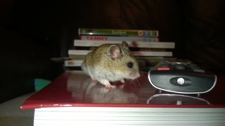 156 Adorable Hamsters That Will Cause A Cuteness Overload