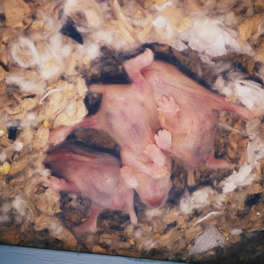 156 Adorable Hamsters That Will Cause A Cuteness Overload