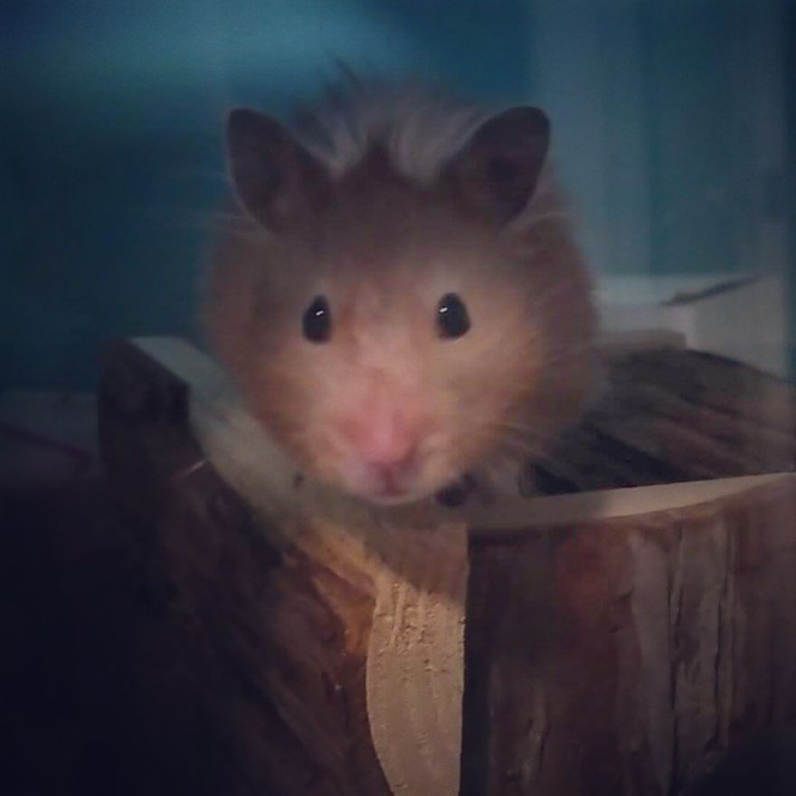 156 Adorable Hamsters That Will Cause A Cuteness Overload