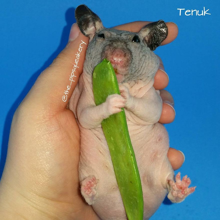 156 Adorable Hamsters That Will Cause A Cuteness Overload