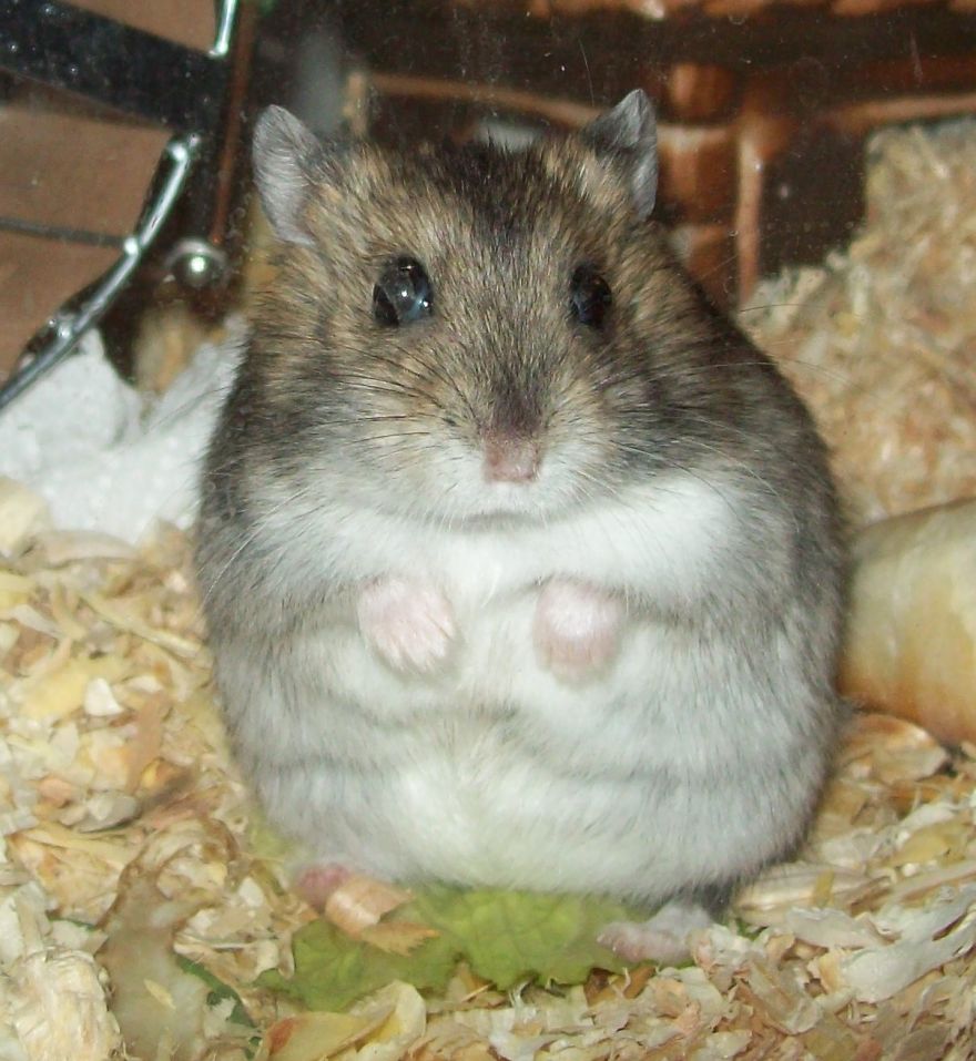 156 Adorable Hamsters That Will Cause A Cuteness Overload