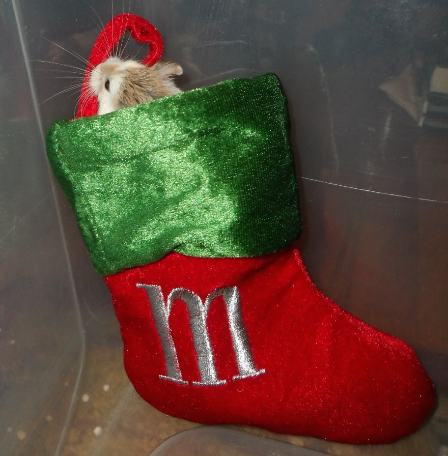 156 Adorable Hamsters That Will Cause A Cuteness Overload