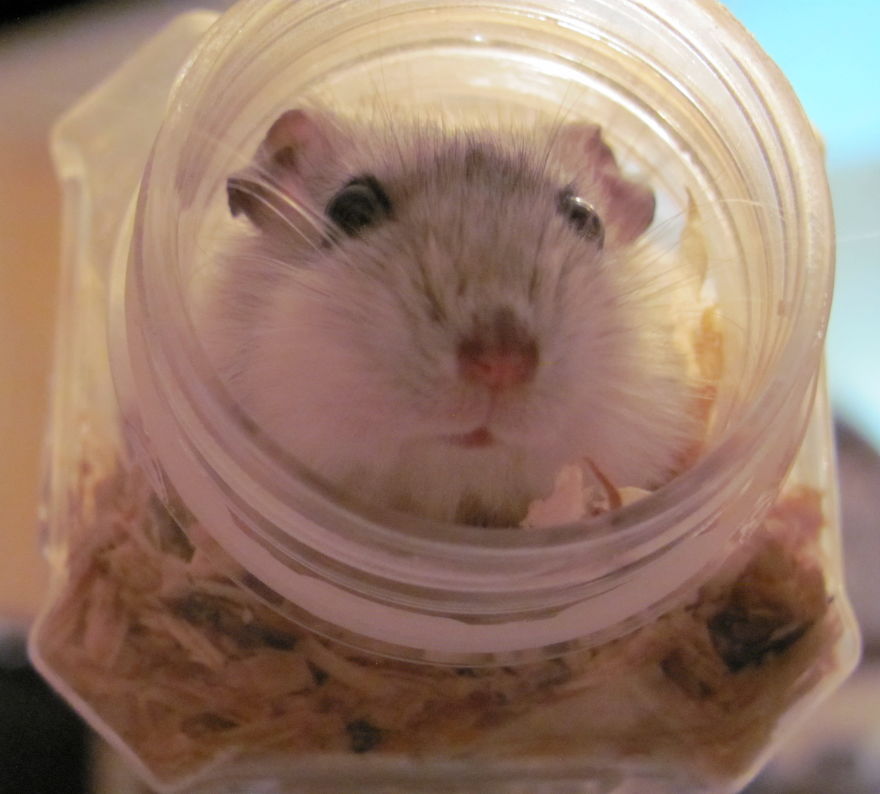 156 Adorable Hamsters That Will Cause A Cuteness Overload