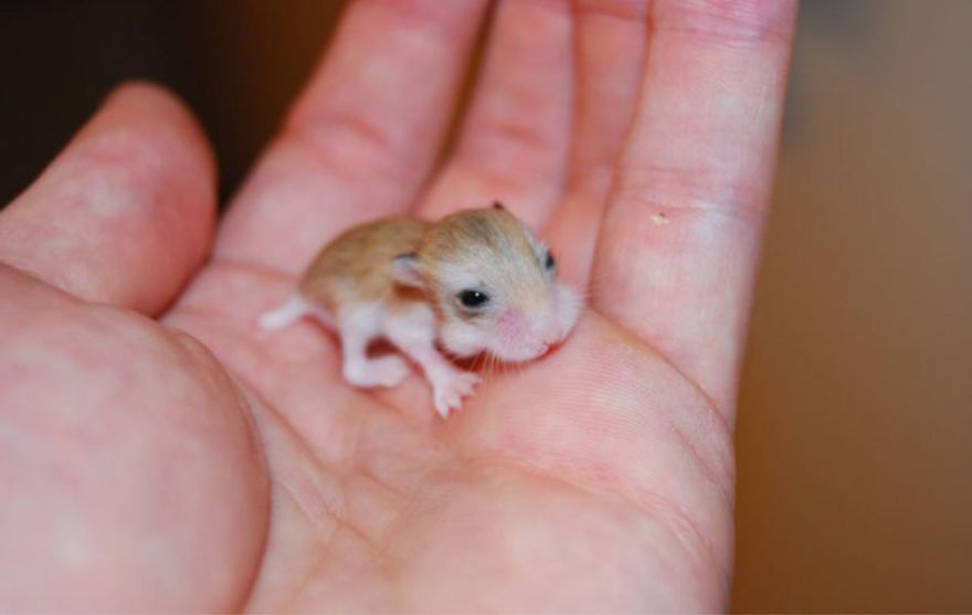 156 Adorable Hamsters That Will Cause A Cuteness Overload
