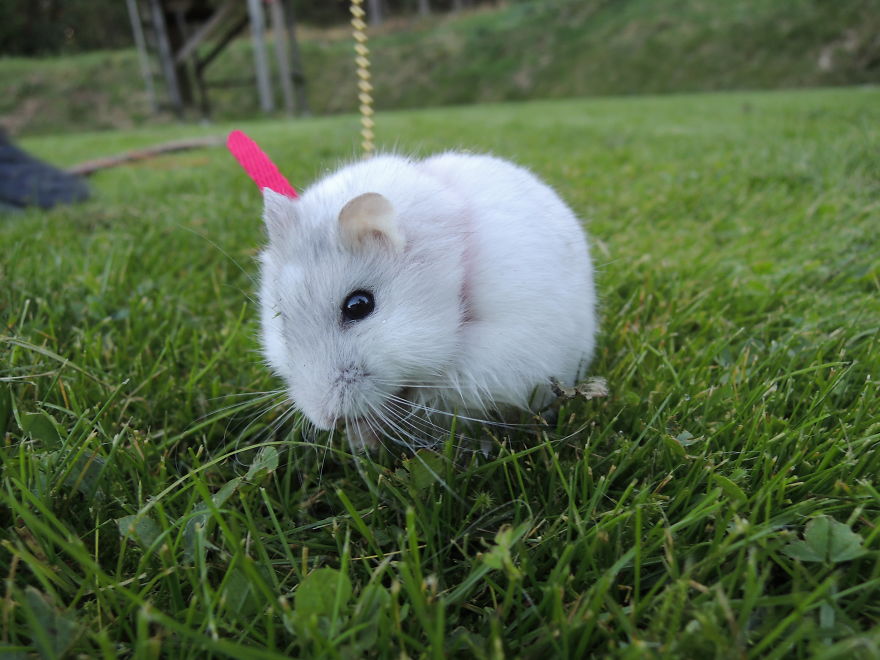 156 Adorable Hamsters That Will Cause A Cuteness Overload