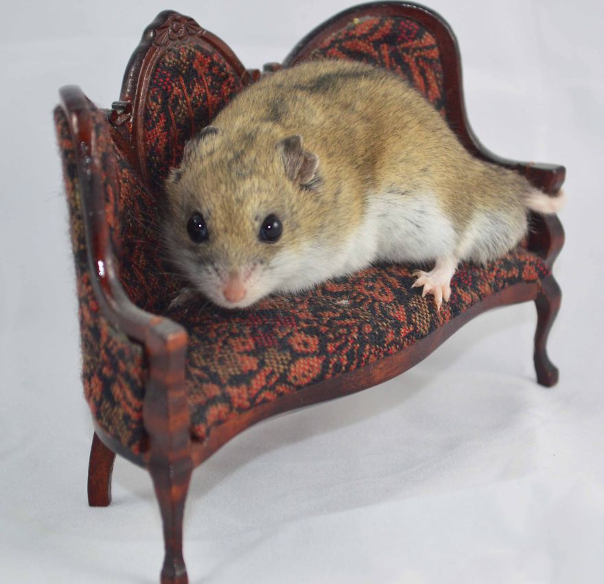 156 Adorable Hamsters That Will Cause A Cuteness Overload