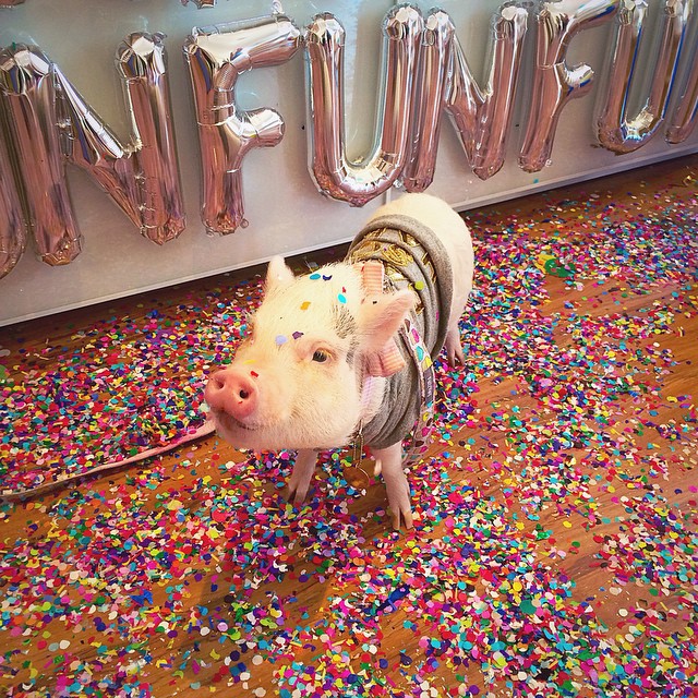 Meet Hamlet, The Piggy Who Saved My Life