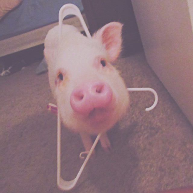 Meet Hamlet, The Piggy Who Saved My Life