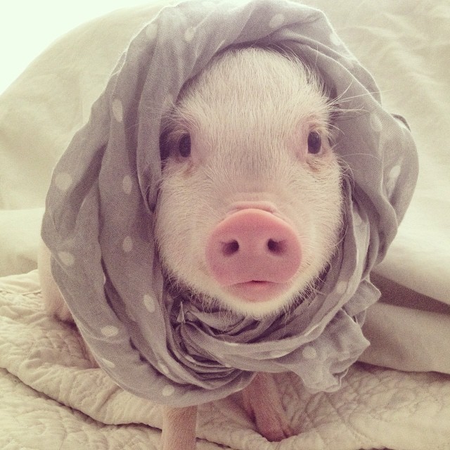 Meet Hamlet, The Piggy Who Saved My Life