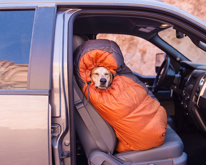 &#8220;Camping With Dogs&#8221; Instagram Will Inspire You To Go Hiking With Your Dog