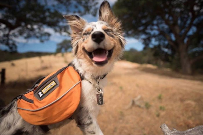 &#8220;Camping With Dogs&#8221; Instagram Will Inspire You To Go Hiking With Your Dog