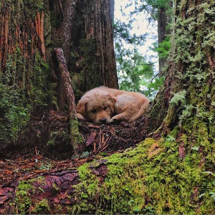 &#8220;Camping With Dogs&#8221; Instagram Will Inspire You To Go Hiking With Your Dog