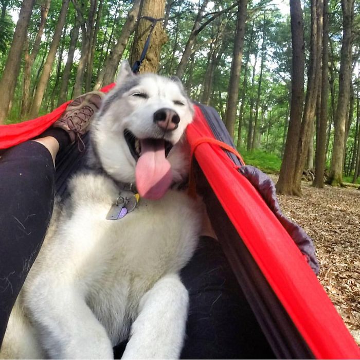 &#8220;Camping With Dogs&#8221; Instagram Will Inspire You To Go Hiking With Your Dog