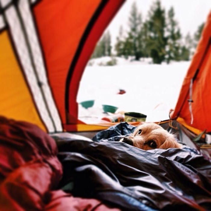 &#8220;Camping With Dogs&#8221; Instagram Will Inspire You To Go Hiking With Your Dog