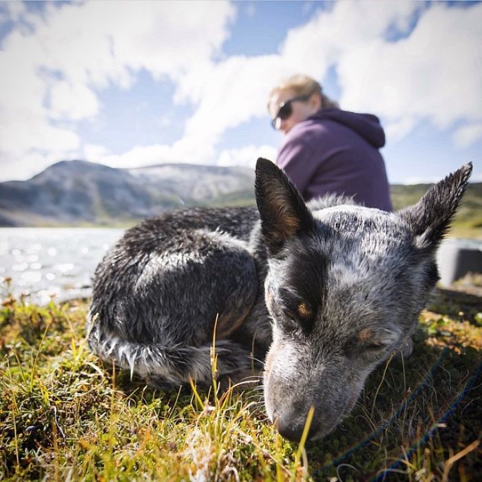 &#8220;Camping With Dogs&#8221; Instagram Will Inspire You To Go Hiking With Your Dog