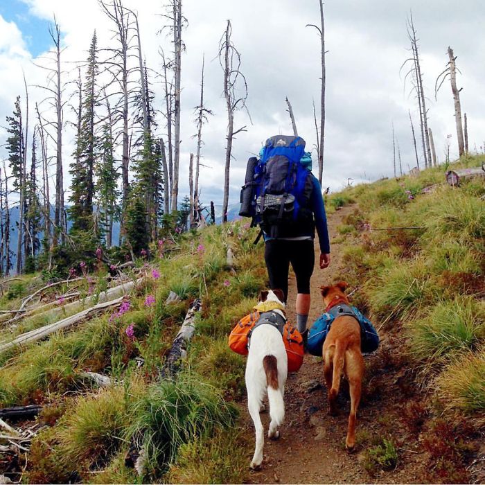&#8220;Camping With Dogs&#8221; Instagram Will Inspire You To Go Hiking With Your Dog