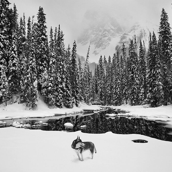 &#8220;Camping With Dogs&#8221; Instagram Will Inspire You To Go Hiking With Your Dog