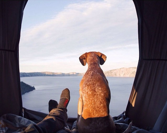 &#8220;Camping With Dogs&#8221; Instagram Will Inspire You To Go Hiking With Your Dog