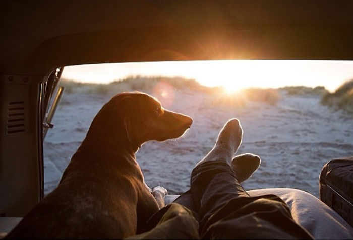 &#8220;Camping With Dogs&#8221; Instagram Will Inspire You To Go Hiking With Your Dog