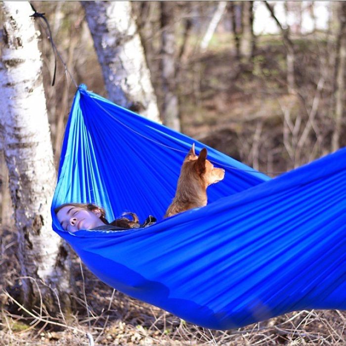 &#8220;Camping With Dogs&#8221; Instagram Will Inspire You To Go Hiking With Your Dog