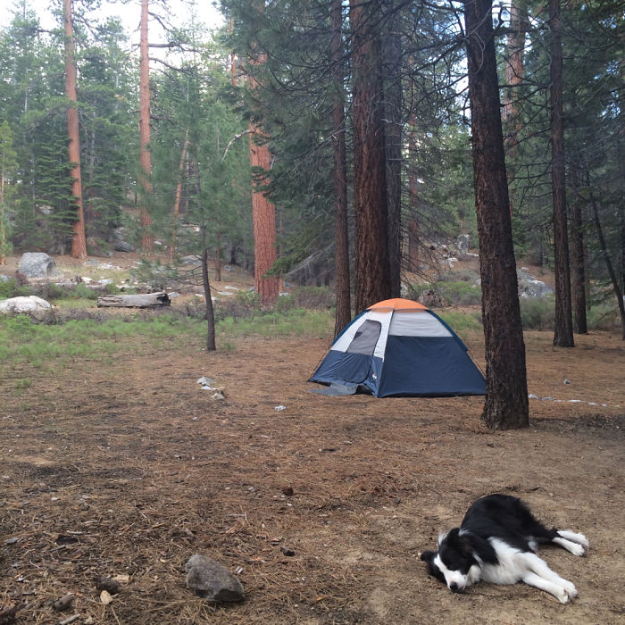 &#8220;Camping With Dogs&#8221; Instagram Will Inspire You To Go Hiking With Your Dog