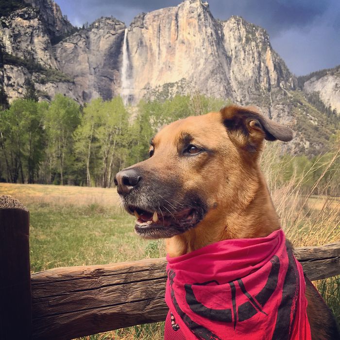 &#8220;Camping With Dogs&#8221; Instagram Will Inspire You To Go Hiking With Your Dog