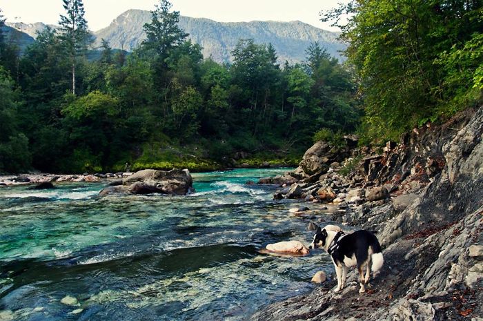 &#8220;Camping With Dogs&#8221; Instagram Will Inspire You To Go Hiking With Your Dog