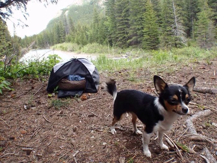 &#8220;Camping With Dogs&#8221; Instagram Will Inspire You To Go Hiking With Your Dog
