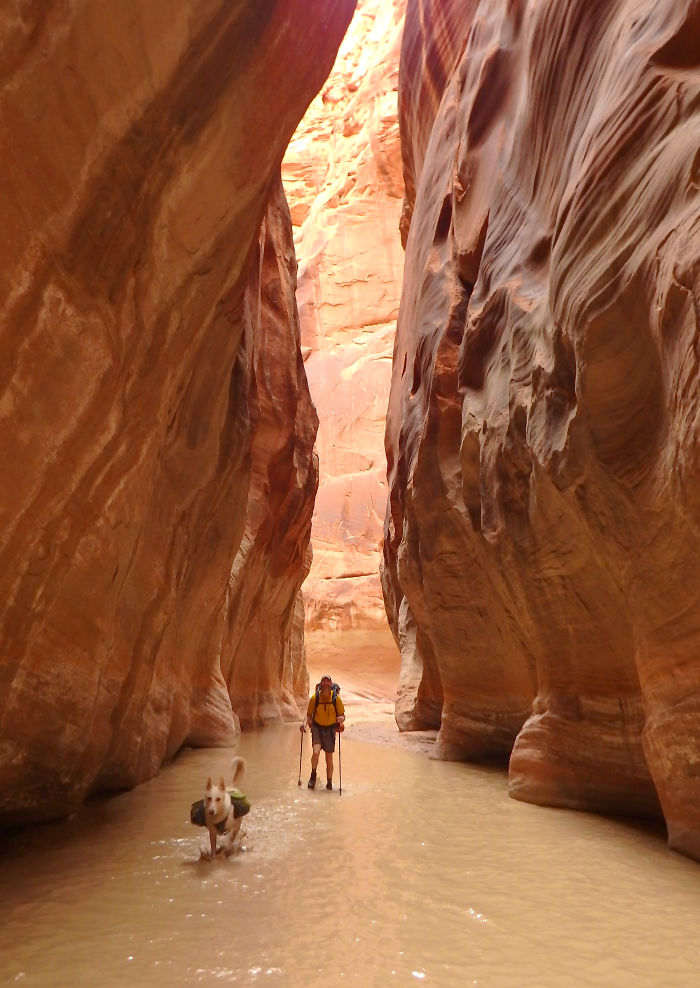 &#8220;Camping With Dogs&#8221; Instagram Will Inspire You To Go Hiking With Your Dog