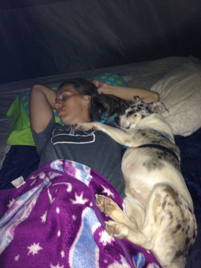 &#8220;Camping With Dogs&#8221; Instagram Will Inspire You To Go Hiking With Your Dog