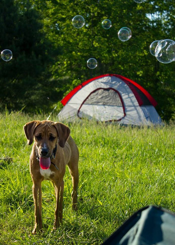 &#8220;Camping With Dogs&#8221; Instagram Will Inspire You To Go Hiking With Your Dog