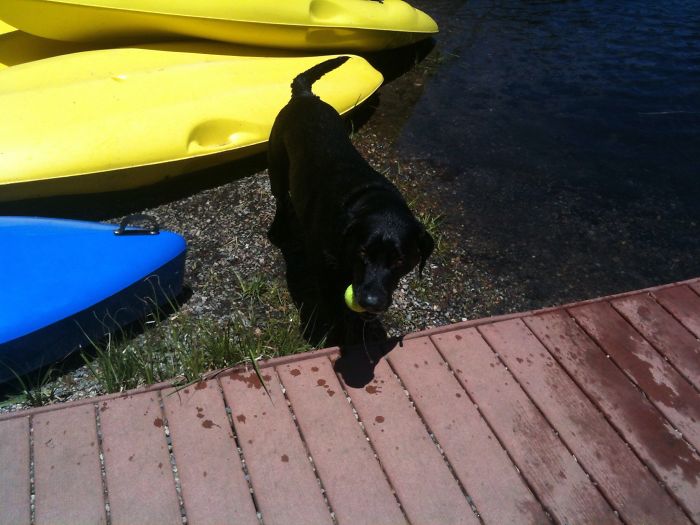 &#8220;Camping With Dogs&#8221; Instagram Will Inspire You To Go Hiking With Your Dog