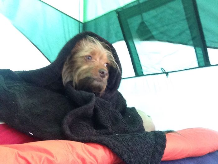 &#8220;Camping With Dogs&#8221; Instagram Will Inspire You To Go Hiking With Your Dog