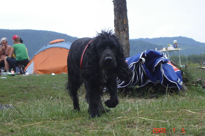 &#8220;Camping With Dogs&#8221; Instagram Will Inspire You To Go Hiking With Your Dog
