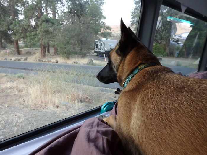 &#8220;Camping With Dogs&#8221; Instagram Will Inspire You To Go Hiking With Your Dog