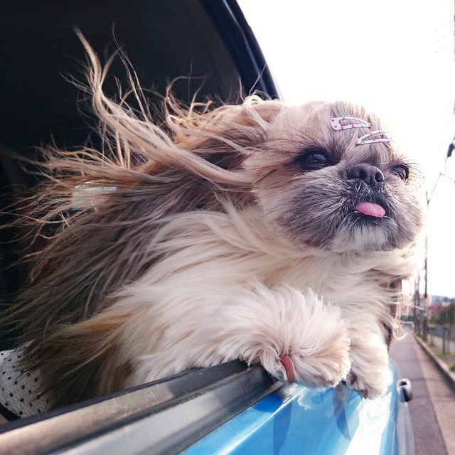 This Derpy Dog Has The Most Fabulous Hair On Instagram