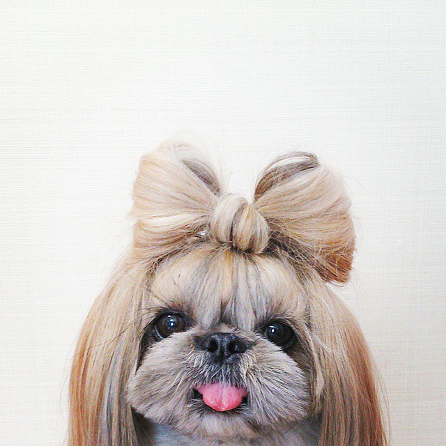This Derpy Dog Has The Most Fabulous Hair On Instagram