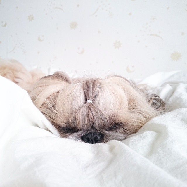 This Derpy Dog Has The Most Fabulous Hair On Instagram