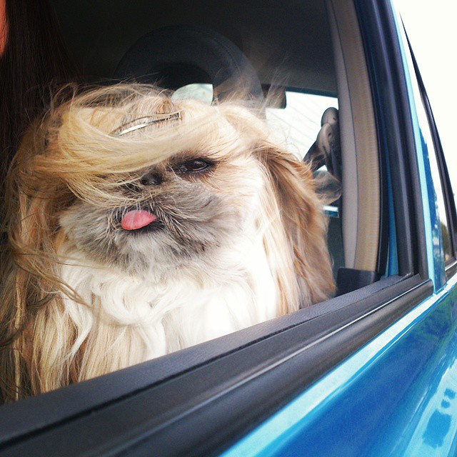 This Derpy Dog Has The Most Fabulous Hair On Instagram
