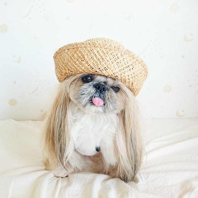 This Derpy Dog Has The Most Fabulous Hair On Instagram
