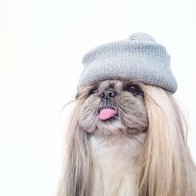 This Derpy Dog Has The Most Fabulous Hair On Instagram