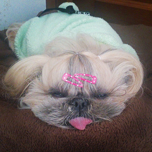 This Derpy Dog Has The Most Fabulous Hair On Instagram