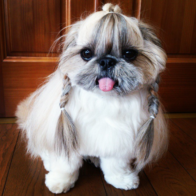 This Derpy Dog Has The Most Fabulous Hair On Instagram
