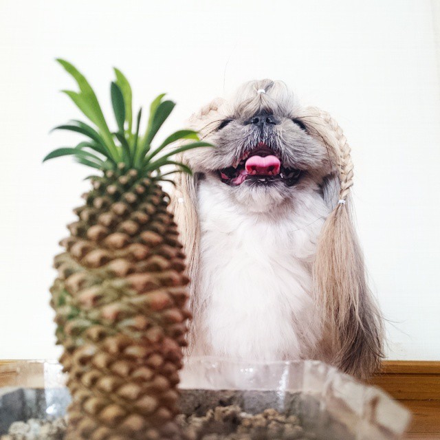This Derpy Dog Has The Most Fabulous Hair On Instagram