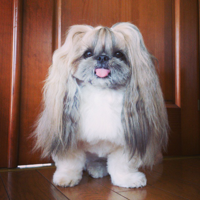 This Derpy Dog Has The Most Fabulous Hair On Instagram