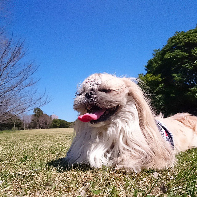 This Derpy Dog Has The Most Fabulous Hair On Instagram