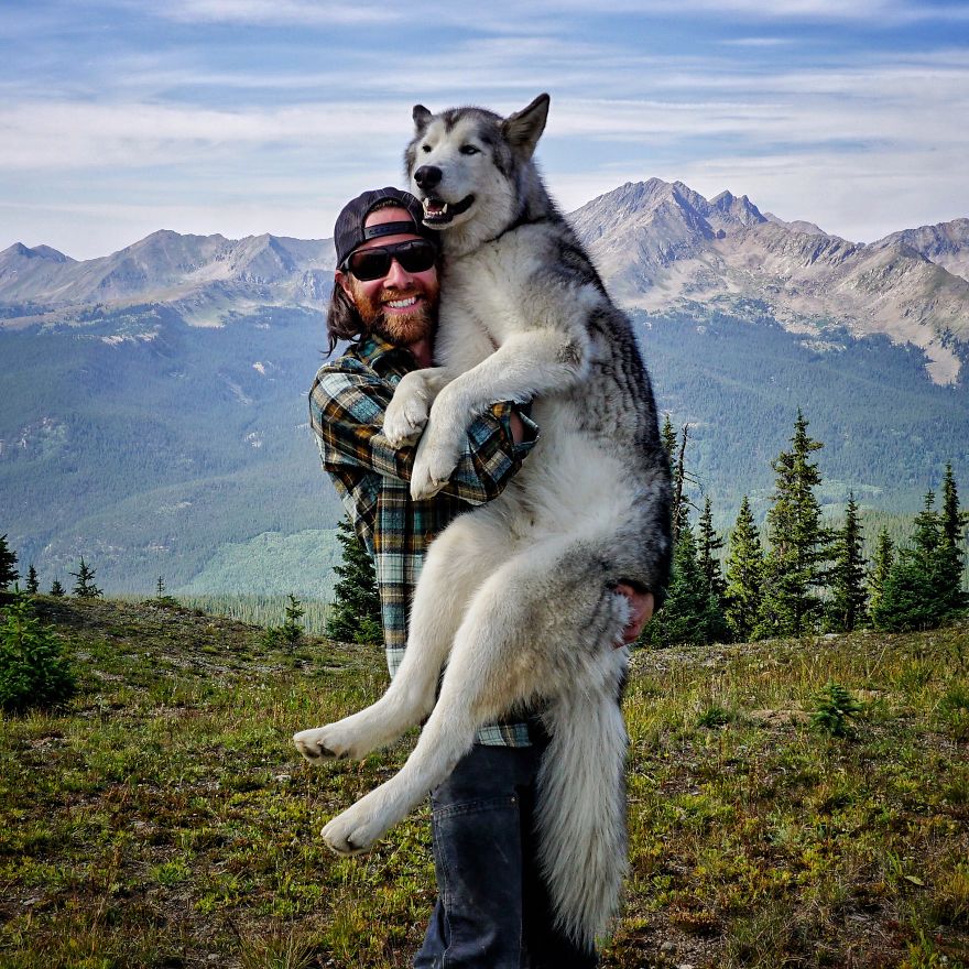 I Take My Wolfdog On Epic Adventures Because I Hate To See Dogs Locked Away I Take My Wolfdog On Epic Adventures Because I Hate To See Dogs Locked Away